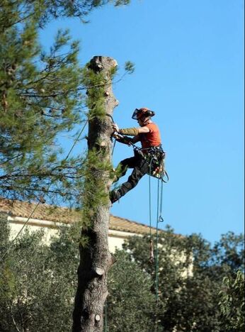 Sonoma Tree Service Pro