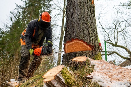 Riverton Tree Services