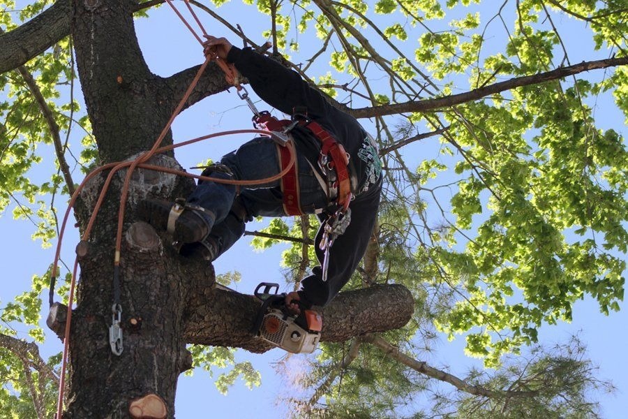 Tree Cutting & Trimming Northport