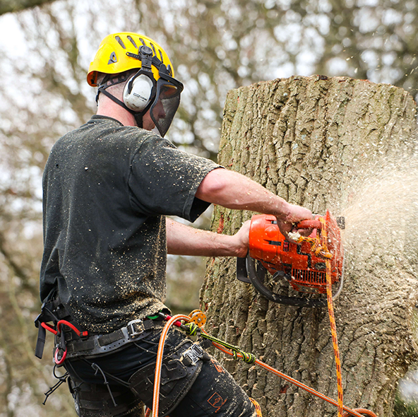 Paz Tree & Stump LLC