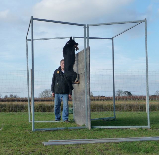 Dog Dynamics Dog Training – Briones