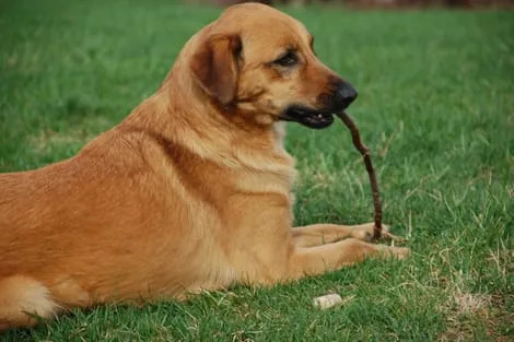 Poynette Veterinary Care