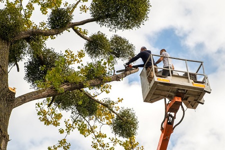 Washington DC Tree Service Pros