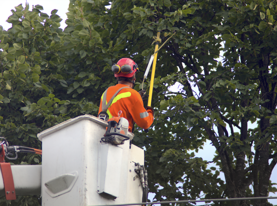Johnny Appleseed Tree Service