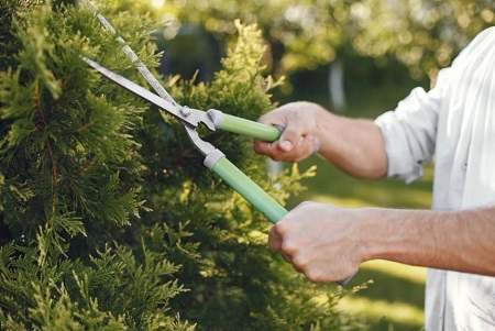Johnson City Nexus Tree Service