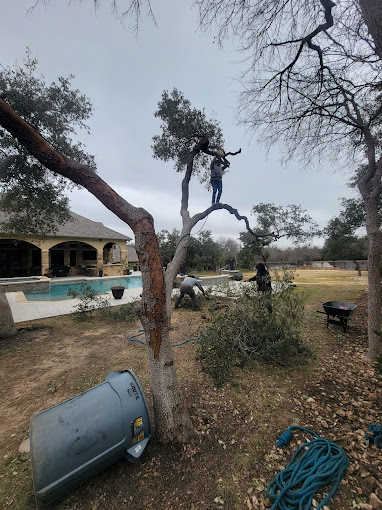 Arlo Tree Service