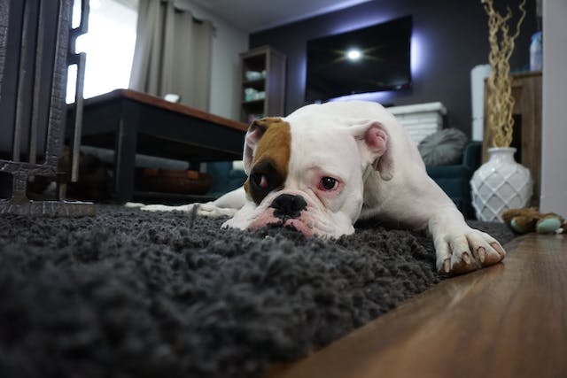 Carpet Cleaning San Marcos
