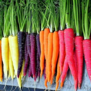 Desi Seeds | Seeds for Vegetable – Samsgardenstore