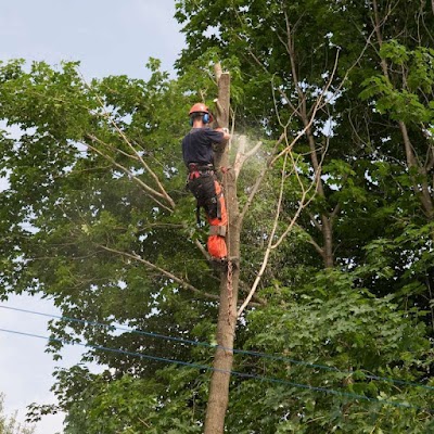 Tree Care Near Me