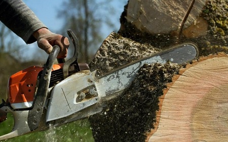 Bellevue Tree Service Company