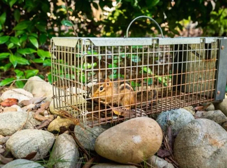 Murphy Pest Control Pro