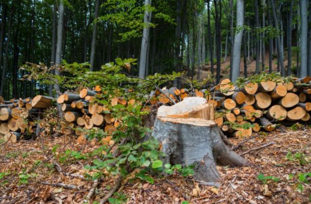 Livonia Tree Service Company