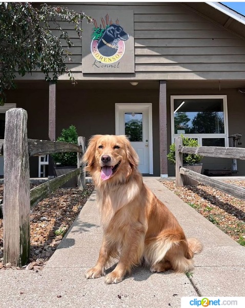 Sorenson Kennels