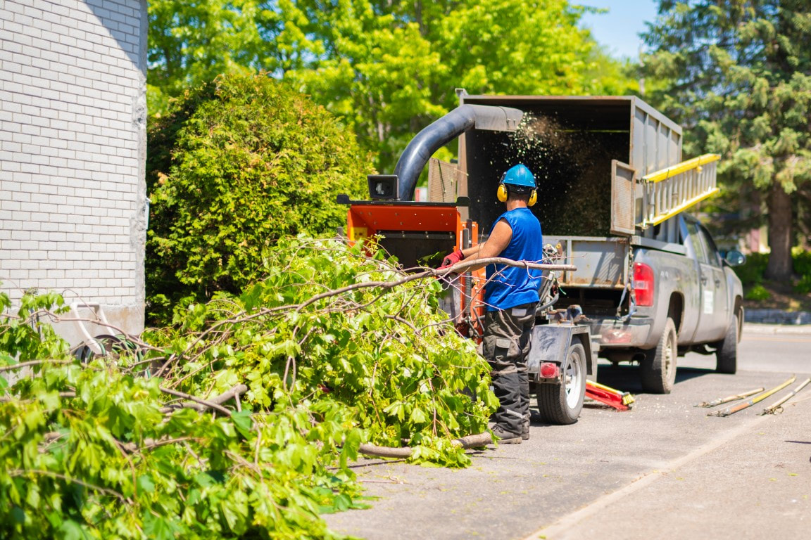 Centralia Tree Service