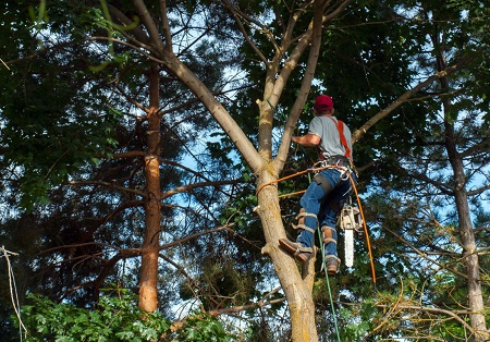 Wellington Tree Service