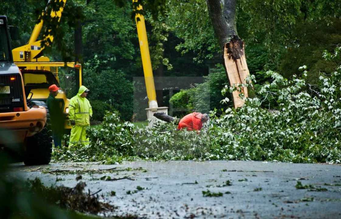 Tree Service Regina