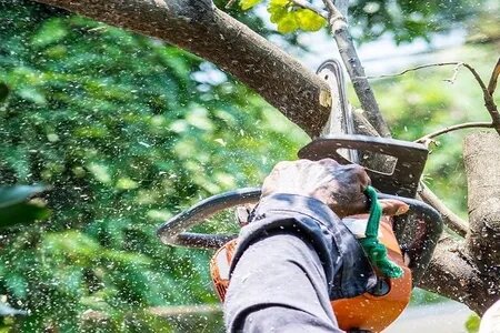 Tree Removal Today of St Paul