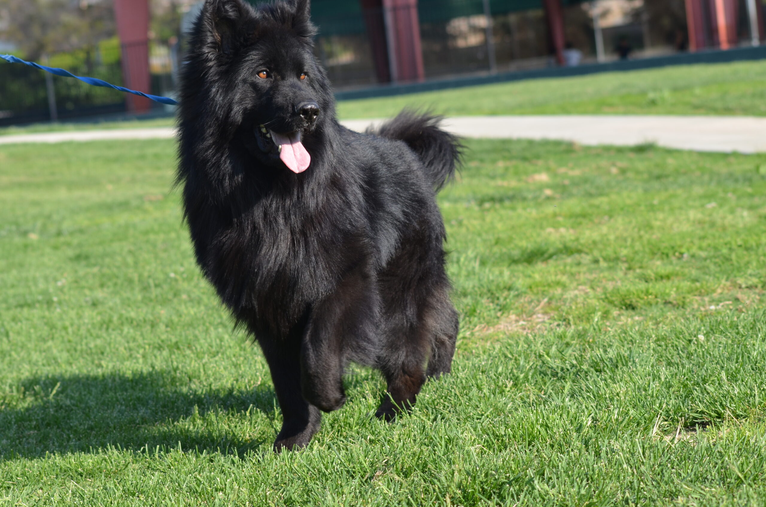 Royal Tribes K9 | German Shepherd Breeder | Beverly Hills Califor &hellip;
