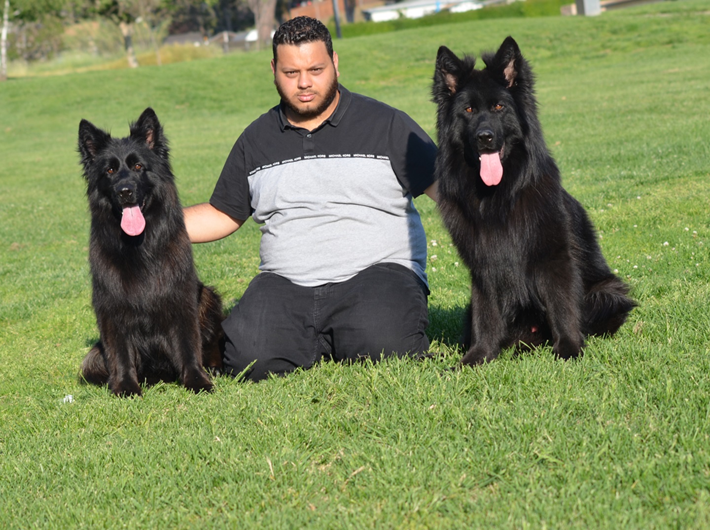 Long Hair German Shepherd Puppy Breeder (Royal Tribes K9  German  &hellip;