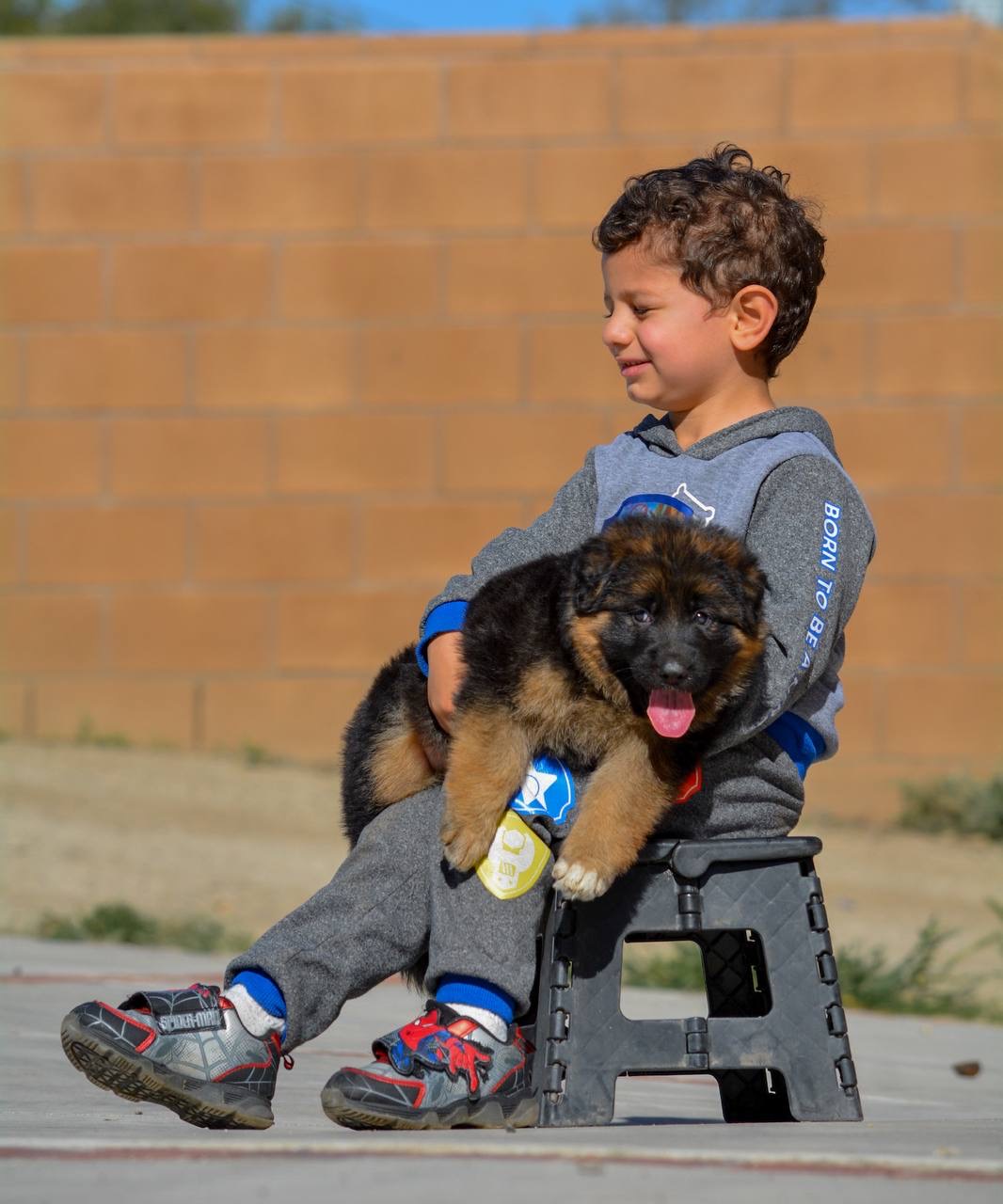 Royal Tribes K9 | German Shepherd Breeder | San Francisco Califor &hellip;