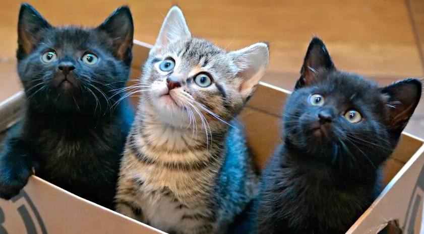 Love a Meow