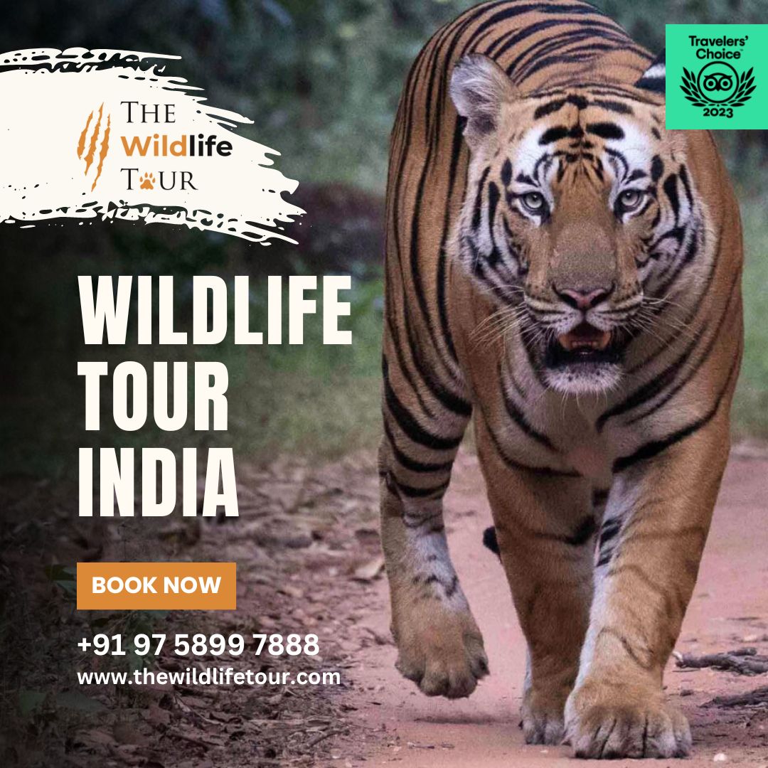 The Wildlife Tour