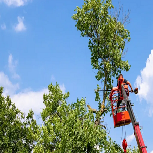 Kuna Tree Service Experts