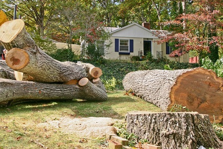 Airdrie Tree Service Pros