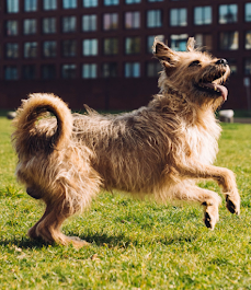 Canine Adventure Club