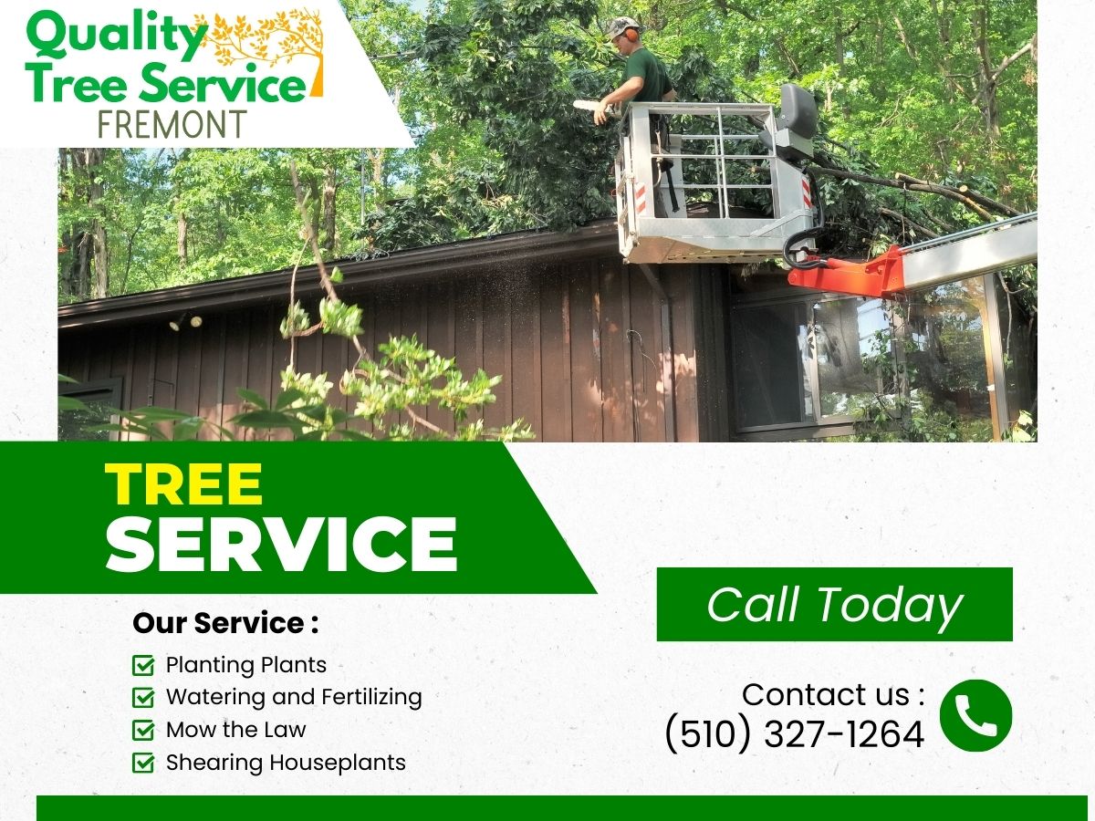 Tree Surgeon & tree trimming services in Fremont