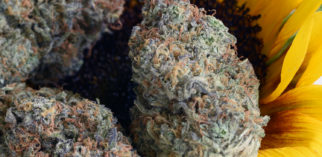 Attis Trading Co. | The Art of Fine Cannabis