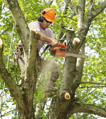 Land Clearing and Yard Maintenance Crew