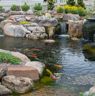 Clarity Ponds