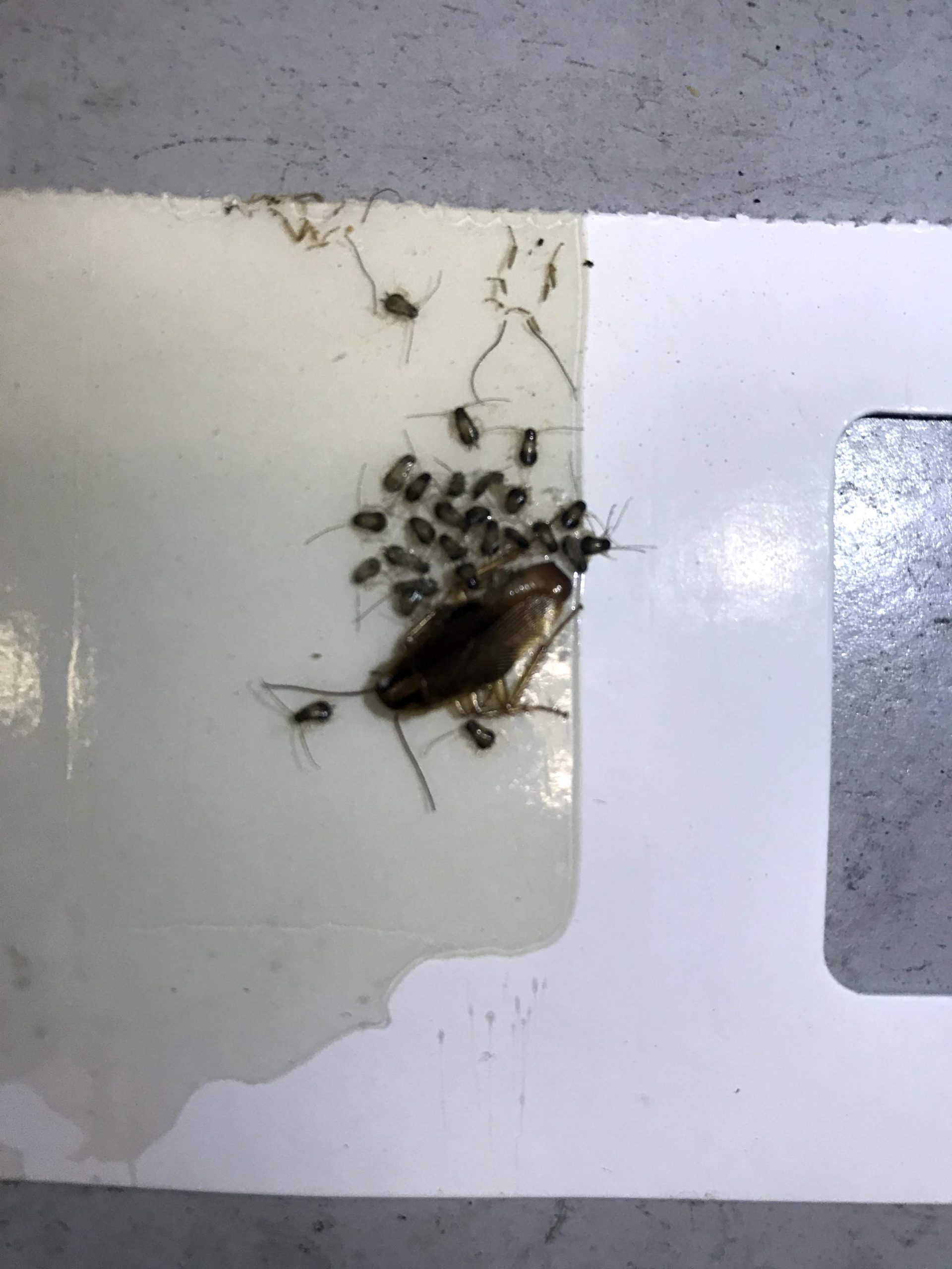 Provincial Pest Control Torontoto