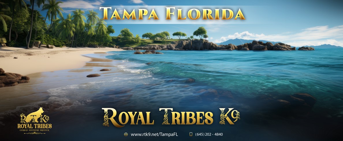 Royal Tribes K9 | German Shepherd Breeder | Tampa, Florida