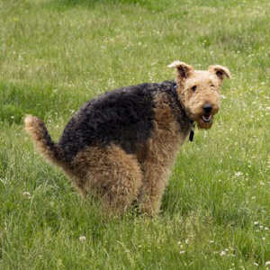 Poo's The Boss Dog Waste Removal Service
