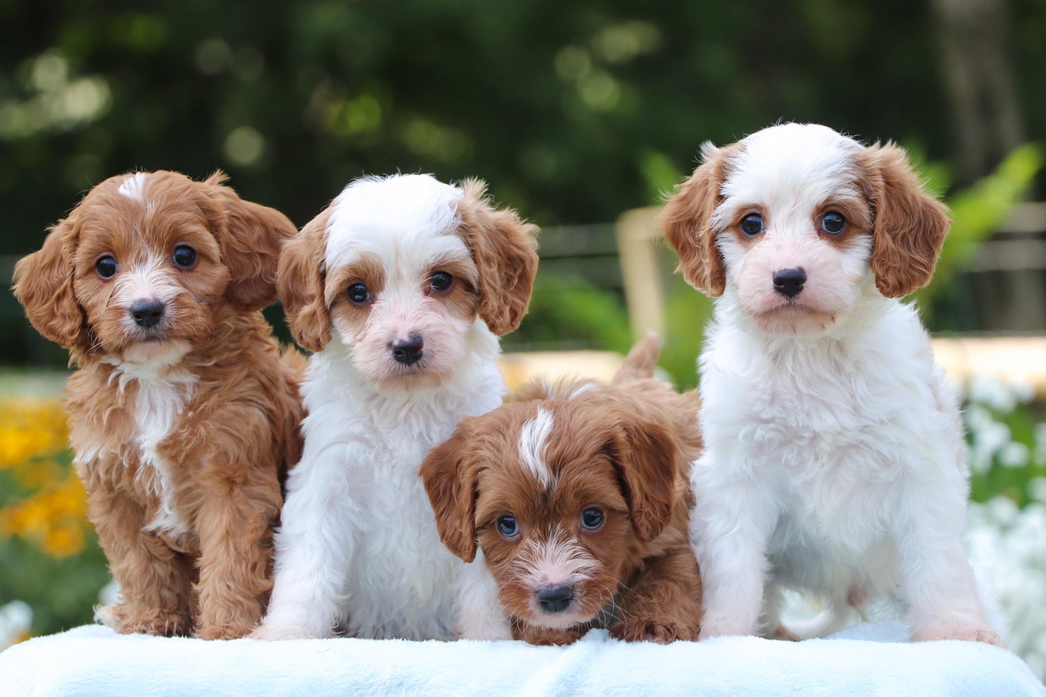 Up & Away Pups
