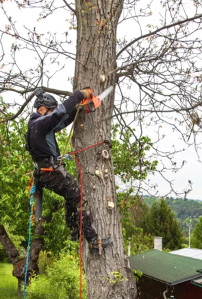 Trefelling Stavanger