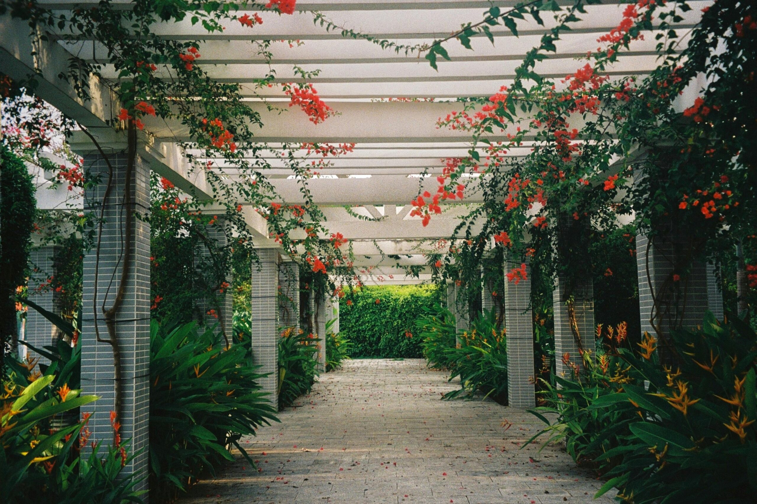 Rt louver pergola