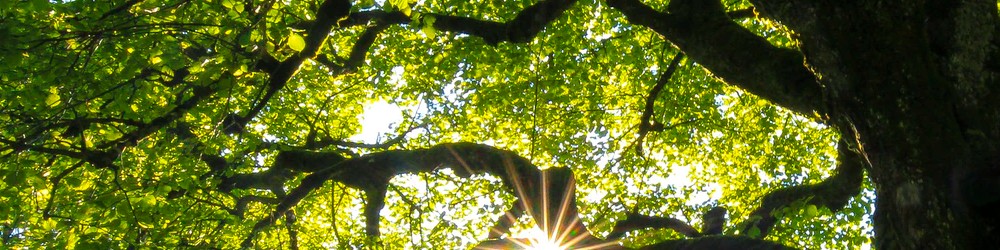 Expert Tree Pruning