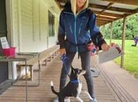 Arizona dog training