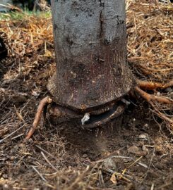 Greenbrier Tree Experts