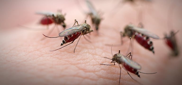 Alta Pest Control