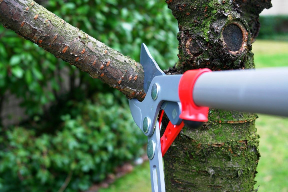 Washington DC Tree Service Pros