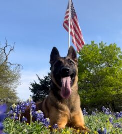 Guardian Malinois