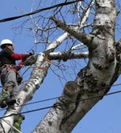 Tree Cutting & Trimming Baldwin