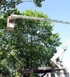 Tree Cutting & Trimming Baldwin