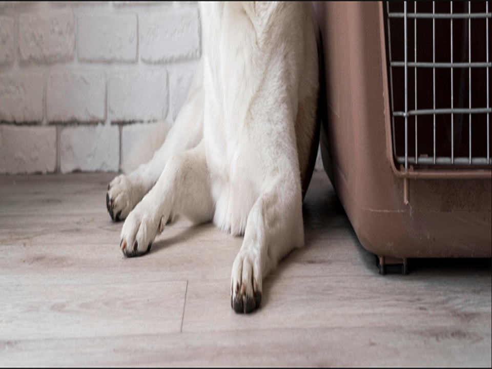 Dog Kennel Flooring LTD