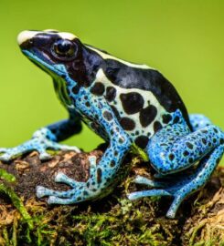 Northampton Reptile Centre