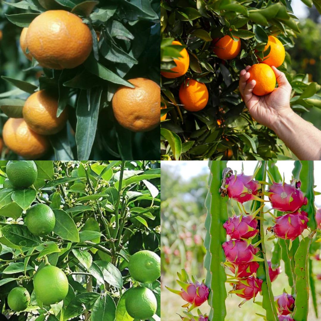 Buy the Finest Tissue Culture Plants Online at Celgen Biotech